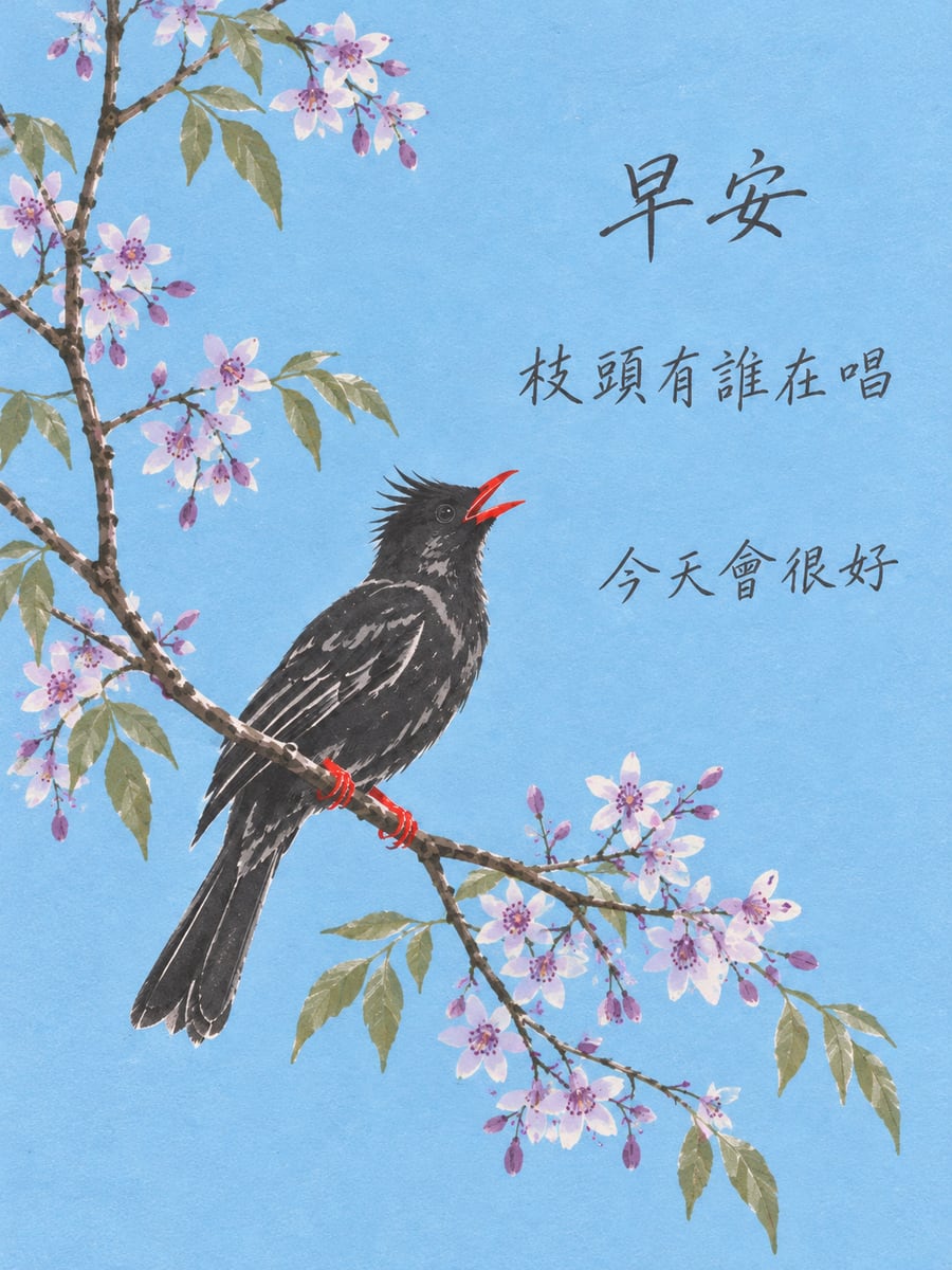 苦楝枝頭的紅嘴黑鵯。圖中文字：早安，枝頭有誰在唱，今天會很好
