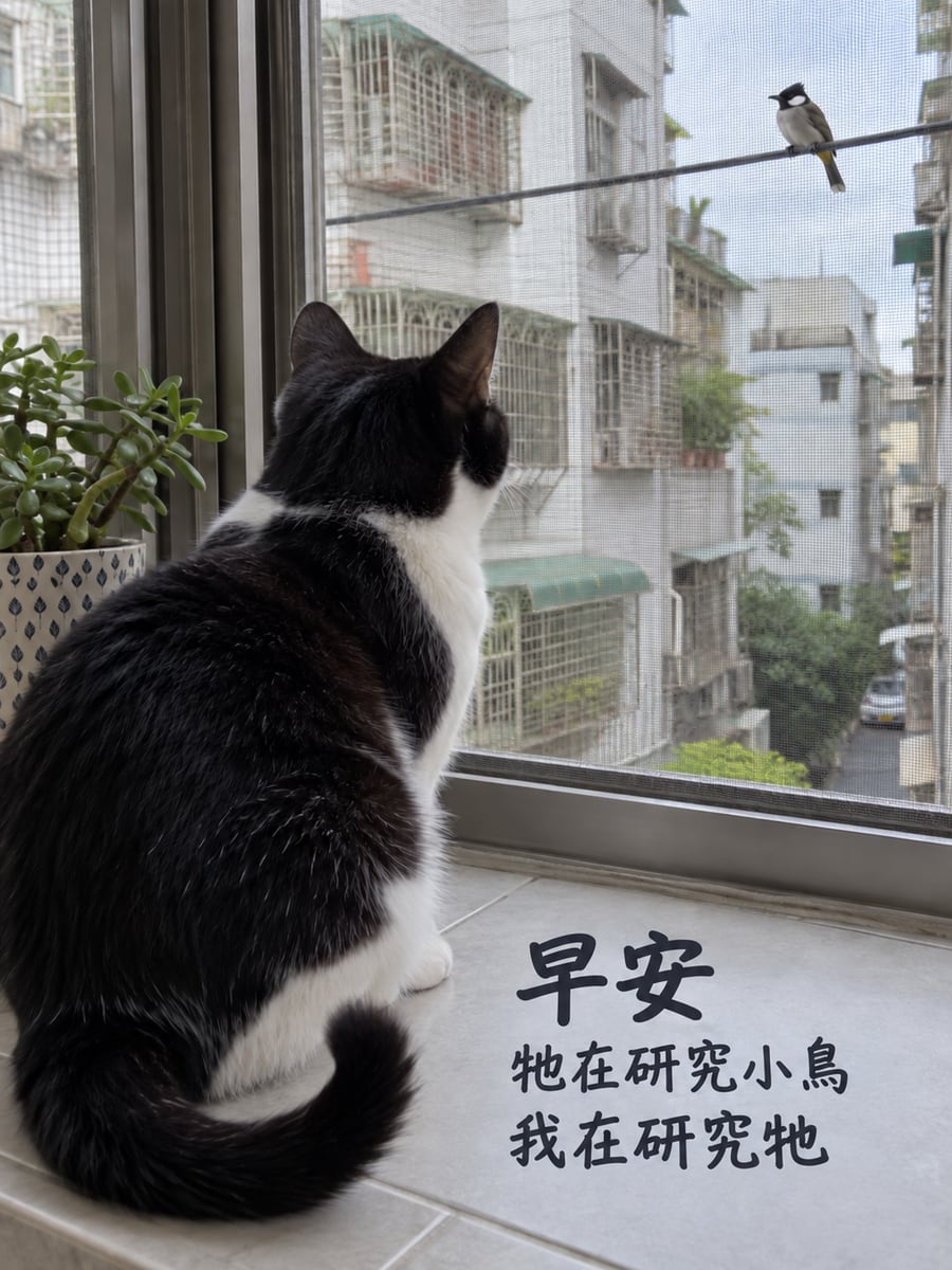 我在研究牠。圖中文字：早安，牠在研究小鳥，我在研究牠