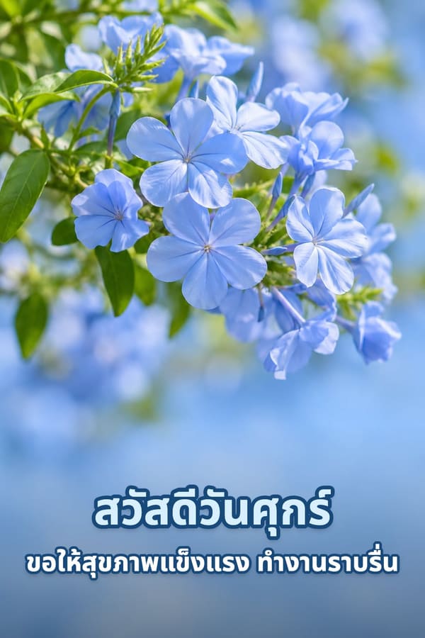 สวัสดีวันศุกร์ ขอให้สุขภาพแข็งแรง ทำงานราบรื่น – ช่อดอกพยับหมอกสีฟ้าอ่อนกับใบเขียว