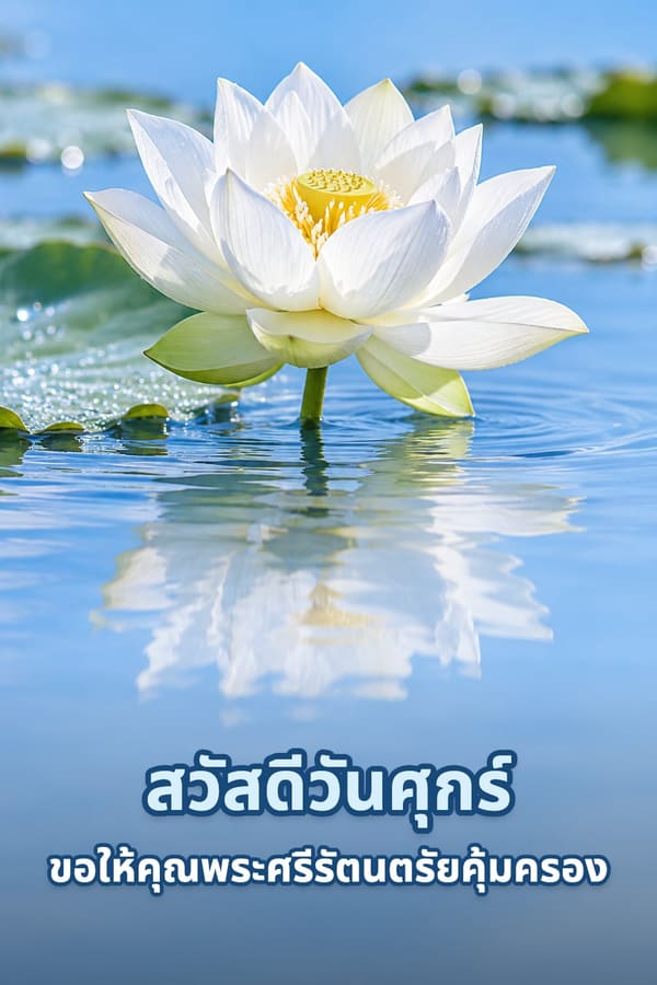 สวัสดีวันศุกร์ ขอให้คุณพระศรีรัตนตรัยคุ้มครอง – ดอกบัวหลวงสีขาวบานเหนือผิวน้ำสะท้อนเงา