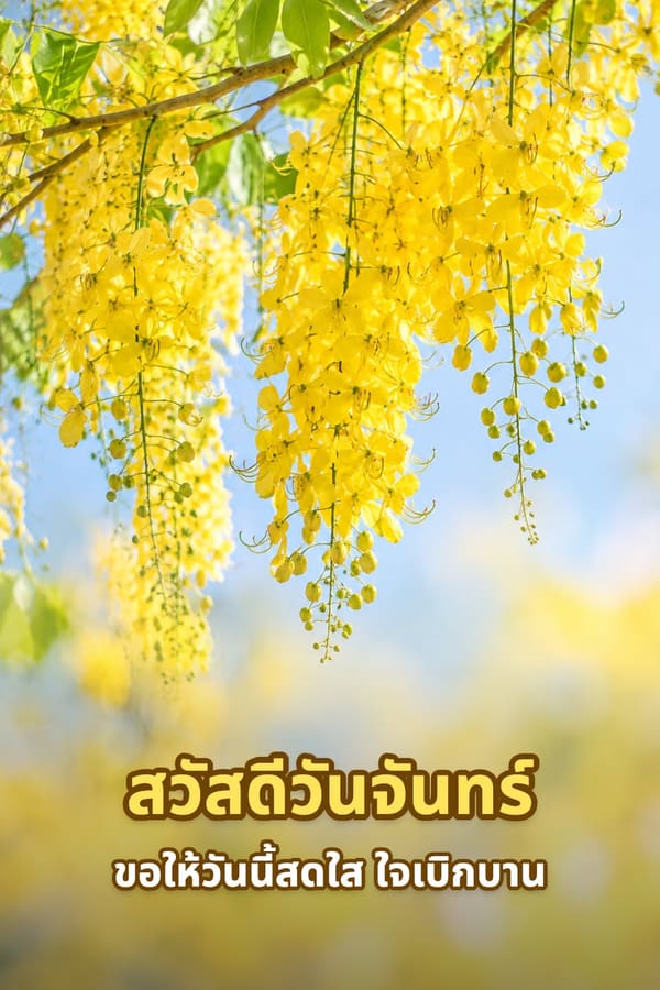 สวัสดีวันจันทร์ ขอให้วันนี้สดใส ใจเบิกบาน – ช่อดอกราชพฤกษ์สีเหลืองห้อยระย้ากับท้องฟ้าสีฟ้าอ่อน