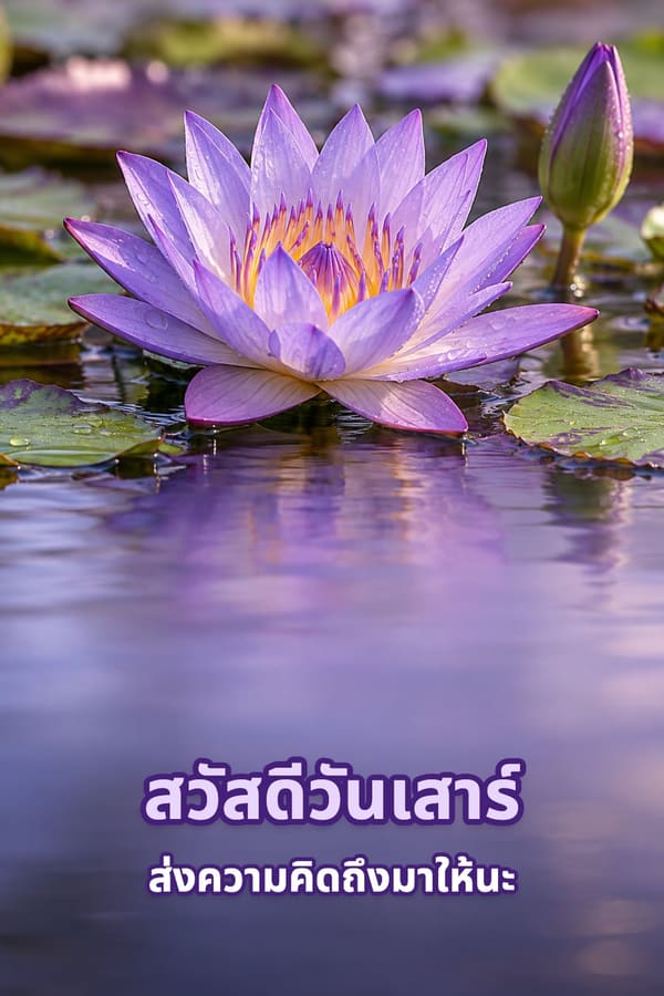 สวัสดีวันเสาร์ ส่งความคิดถึงมาให้นะ – ดอกบัวผันสีม่วงบานบนผิวน้ำนิ่งในบึง