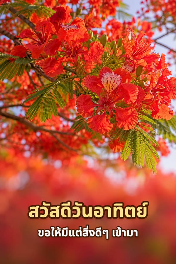 สวัสดีวันอาทิตย์ ขอให้มีแต่สิ่งดีๆ เข้ามา – ดอกหางนกยูงสีแดงสดบานเต็มกิ่ง