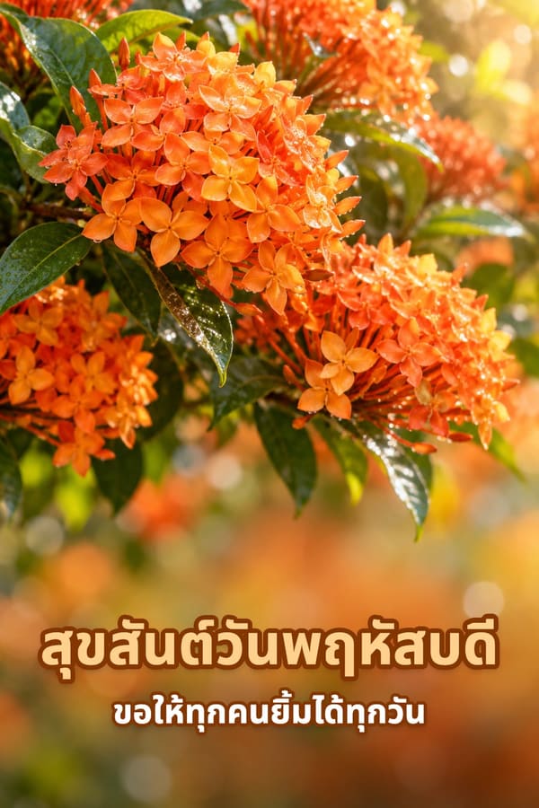 สุขสันต์วันพฤหัสบดี ขอให้ทุกคนยิ้มได้ทุกวัน – ช่อดอกเข็มสีส้มกับหยดน้ำค้างยามเช้า