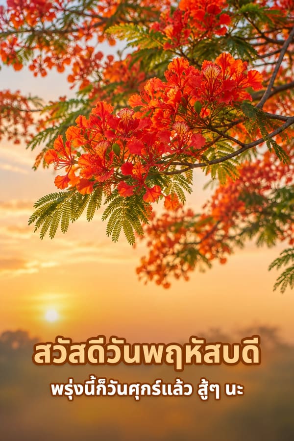 สวัสดีวันพฤหัสบดี พรุ่งนี้ก็วันศุกร์แล้ว สู้ๆ นะ – ต้นหางนกยูงออกดอกสีส้มแดงกับแสงยามเช้า