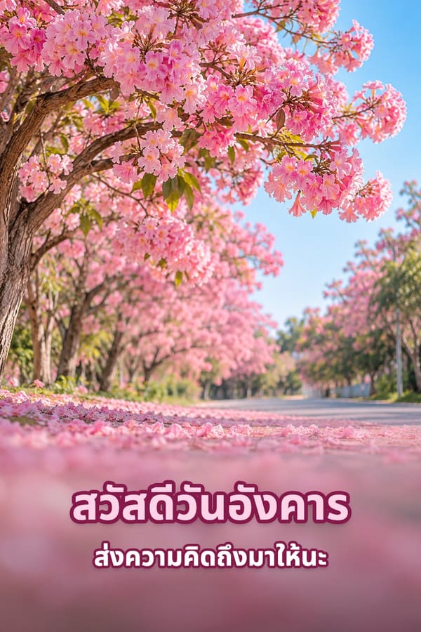 สวัสดีวันอังคาร ส่งความคิดถึงมาให้นะ – ต้นชมพูพันธุ์ทิพย์บานสะพรั่งริมถนนใต้ฟ้าสีคราม