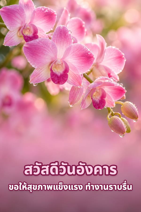 สวัสดีวันอังคาร ขอให้สุขภาพแข็งแรง ทำงานราบรื่น – กล้วยไม้หวายสีชมพูมีหยดน้ำบนพื้นหลังสีชมพู