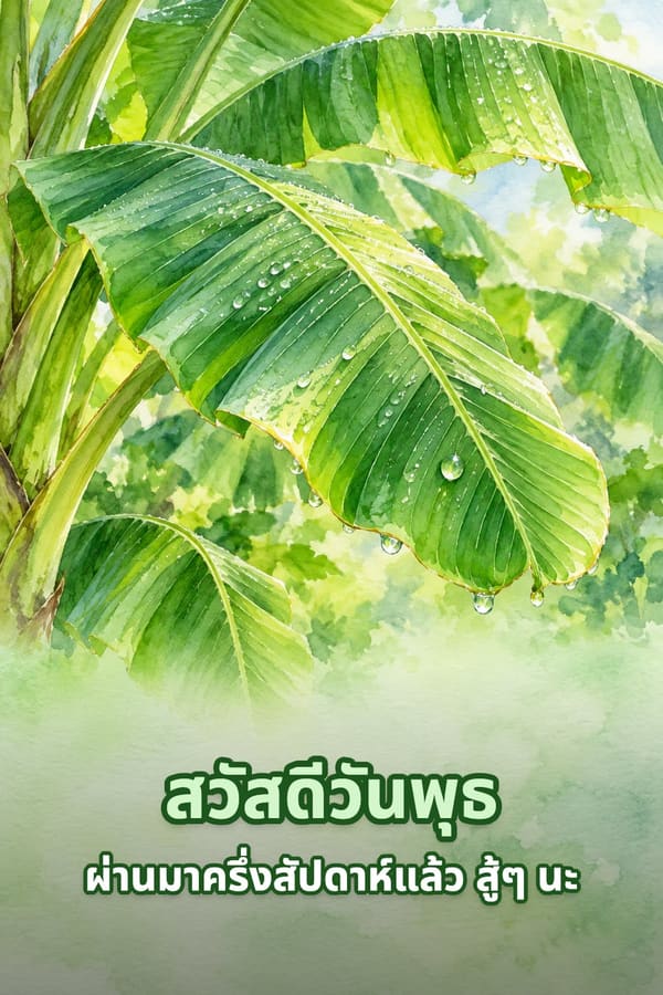 สวัสดีวันพุธ ผ่านมาครึ่งสัปดาห์แล้ว สู้ๆ นะ – ใบตองสีเขียวสดมีหยดน้ำค้างแบบภาพสีน้ำ
