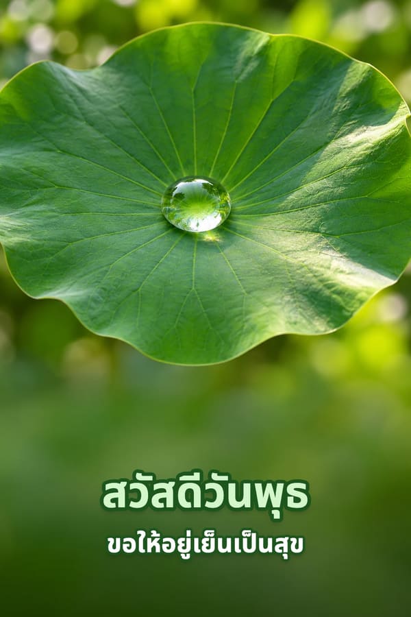 สวัสดีวันพุธ ขอให้อยู่เย็นเป็นสุข – หยดน้ำใสกลางใบบัวสีเขียว