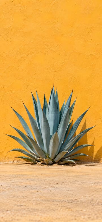 Agave azul y muro ocre, fondo de pantalla para teléfono, sin texto