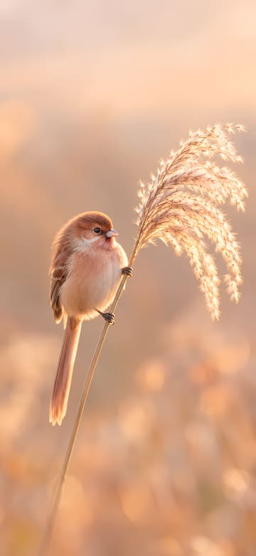 억새에 앉은 뱁새, 글자 없는 핸드폰 배경화면
