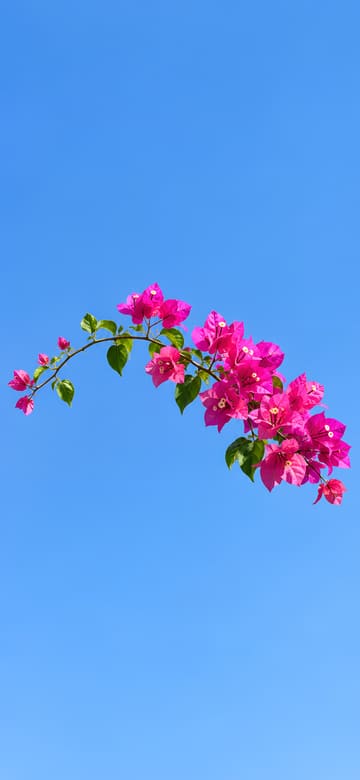Bougainvillier et ciel bleu, fond d'écran de téléphone sans texte