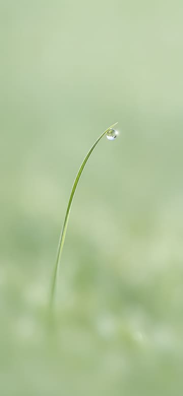 露をのせた一本の草（スマホ壁紙、文字なし）