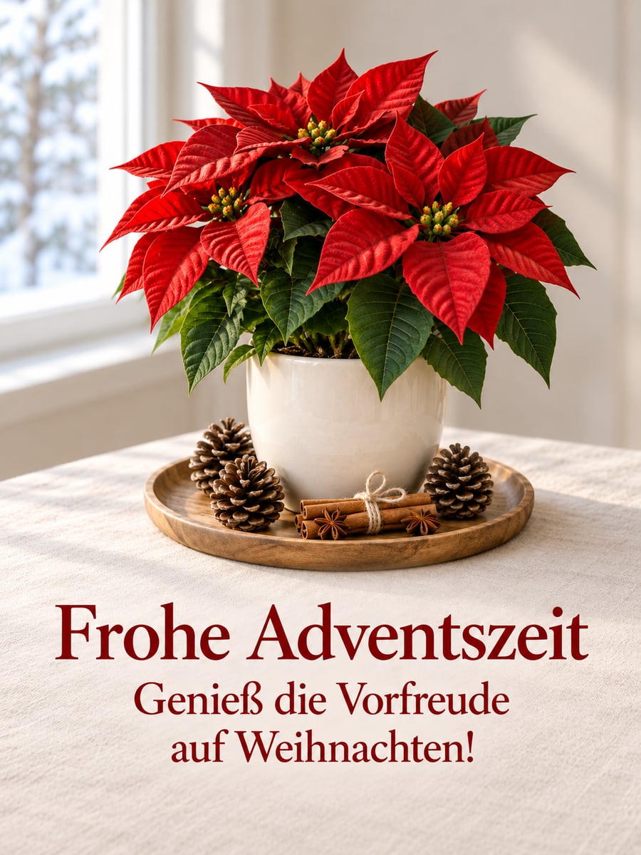 Bild zur Adventszeit mit dem Text „Frohe Adventszeit“ und „Genieß die Vorfreude auf Weihnachten!“ – Motiv: Weihnachtsstern, Zimtstangen, Tannenzapfen, Advent