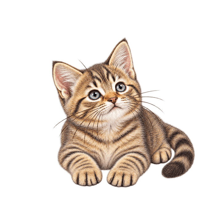 ふせて見上げるキジトラの子猫のイラスト（リアル・透過PNG）