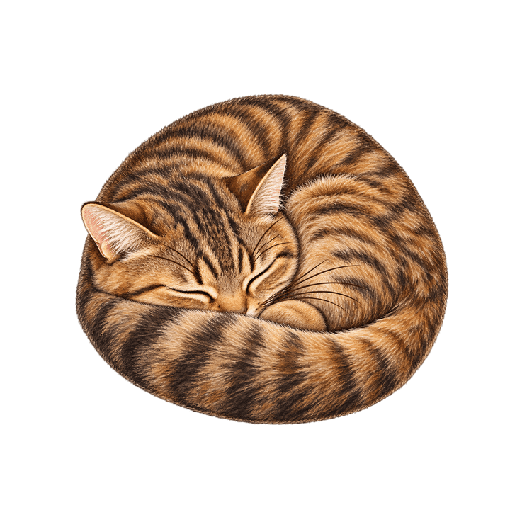 丸くなって眠るキジトラ猫のイラスト（リアル・透過PNG）